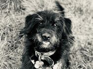 Sunny, 3,5 Jahre, Mischlingshündin - Malborn