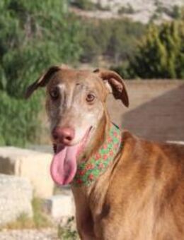 Ringo : Toller sanfter Galgoletto - Jade