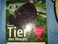 Moschusschildkröten mit komplett Becken und Anlage und Fische Deko zu verkaufen - Dessau-Roßlau Törten