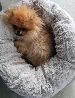 Pomeranian mit Ahnentafel - Straßkirchen