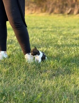 Französische Bulldoggen - Grünbach