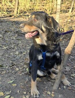 Knutschkugel Bumfli sucht liebe Familie - Leonberg (Baden-Württemberg)