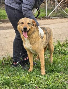 Ruhige menschenbezogene ADA sucht ♥️ - München