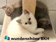 wunderschöne BKH Kitten abzugeben in Nähe Heidelberg - Wiesloch