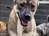 LOTTIE💖HSH-Mix-Hündin & wahre Frohnatur - Hamburg