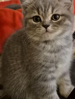 Zuckersüße kleine BKH-Prinzessin sucht ihr Traumzuhause - Ostfildern