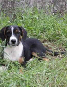 Dora sucht ein Zuhause - Linden (Hessen)