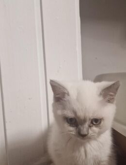 Katzenbabys - Schortens Schortens