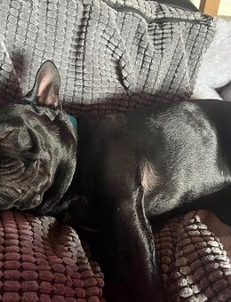 Mylo sucht ein neues Zuhause - Lengerich (Nordrhein-Westfalen)