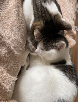Kater in gute Hände zu vergeben - Bochum