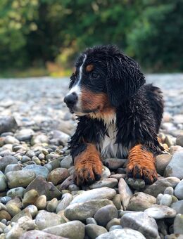 Berner Sennenhund Welpin – 4,5 Monate jung – verspielt & kinderlieb - Augsburg
