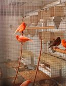 Kanarienvögel Hähne aus Volieren Haltung in 37120