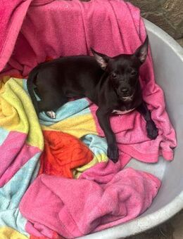 Süßer Dobby möchte eine Familie - Berlin
