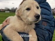 William- Kleiner Eisbär, großes Herz - Amtzell