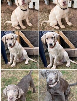 Reinrassige Labrador Welpen mit Ahnentafel silber und weiß - Bad Wildungen