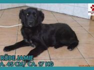 Jamie Mischling Rüde Junghund - Margetshöchheim