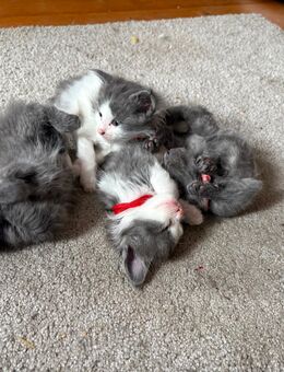 Maine Coon Kitten XXL Gene - Gemünden (Main)