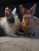 Zwergkaninchen suchen ein liebevolles Zuhause in 39104