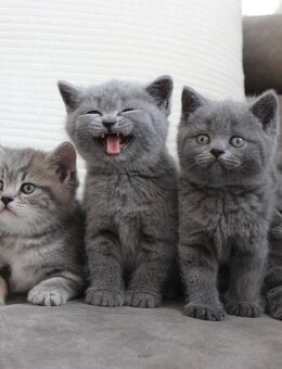 BKH - Kitten reinrassig. - Speyer