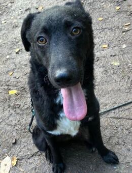 Elsie 💗 wartet in 09648 Mittweida - Hamburg