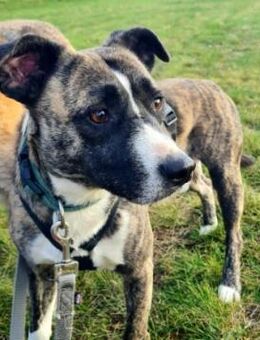 Niky- ruhiger Leinenläufer - Kallmünz