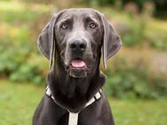 Joe Fritz - Weimaraner - 2 Jahre - Tierhilfe Franken e.V. - Lauf (Pegnitz) Zentrum