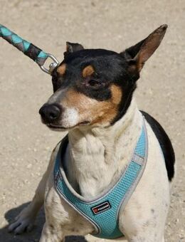 Prince, zutraulich, lernfreudig, offen - Westerholt