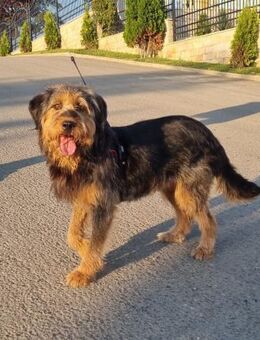 super Hündin Bonnie aus Bulgarien. - Augsburg