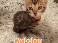 Bengal kitten - Velbert