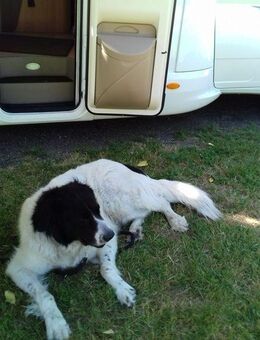Landseer mit Belohnung abzugeben! - Lotte