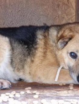 Für Leira- Nadel im Heuhaufen gesucht - München