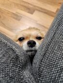 Chihuahua Rüde in 88239