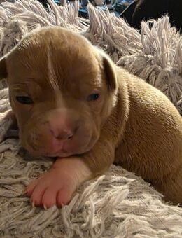 American bully welpen - Eisleben (Lutherstadt)