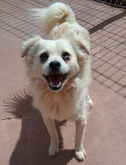 ELMO - kleiner Goldschatz - Velbert