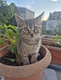 Zuckersüße Katzenbabys mit BKH & Maine-Coon-Eltern suchen Zuhause - Koblenz