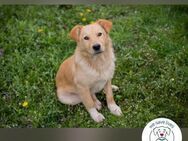 Sunny: Sucht ein Zuhause - Kirchzell