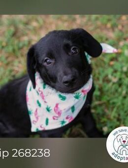 Chip 268238: Hundekind sucht ein Zuhause - Kirchzell