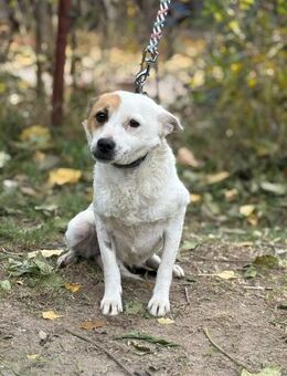 Die süße Romina sucht ihre Familie - Heinsberg