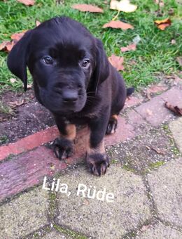 Wunderschöne Labrador Welpen suchen ihr für immer zu Hause - Sögel