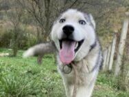 Lobo - ganz toller Charakter - Grainau
