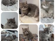 5 flauschige und wunderschöne Kitten - Halle (Saale)