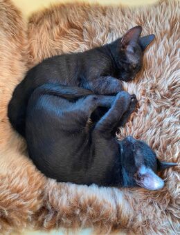 2 Kater Hauskatze - Sternenfels