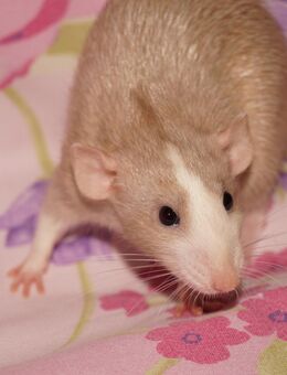 2 zuckersüsse Ratten Mädels ( 9 wochen alt ) - Frankfurt (Main)
