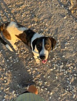 Aris - Verspielt,freundlich und aktiv - Haan