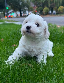Bichon Frisé Welpen suchen ein liebevolles Zuhause - Gütersloh Zentrum
