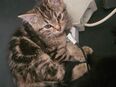Hübsche Kitten in 66333