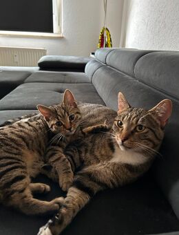 Nala und Milo suchen ein neues Zuhause - Herten