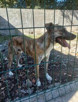 Hübscher Caio - Eichenzell