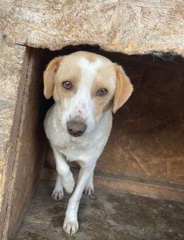 Liebe PAULINE sucht liebevolle Famiie - Neuberg