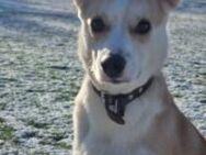 Timmy jetzt Albu 48 cm (Pflegestelle) - Alpenrod